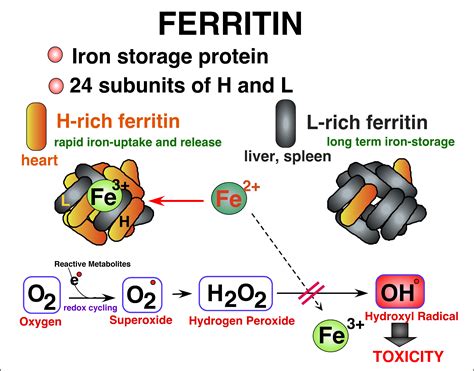 ferritiini